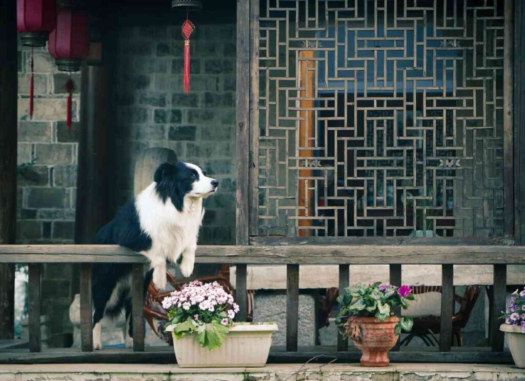 Borde collie en el balcon / Reloj Interno Canino / Kennel Club Argentino