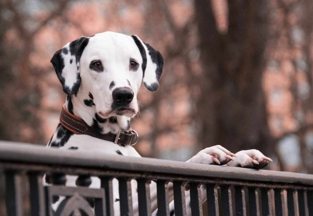 Dalmata en balcon / Reloj Interno Canino / Kennel Club Argentino