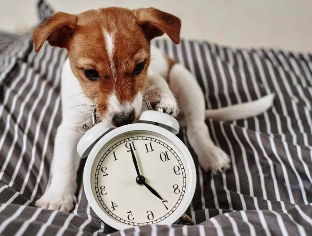 Jack Russel / Reloj Interno Canino / Kennel Club Argentino