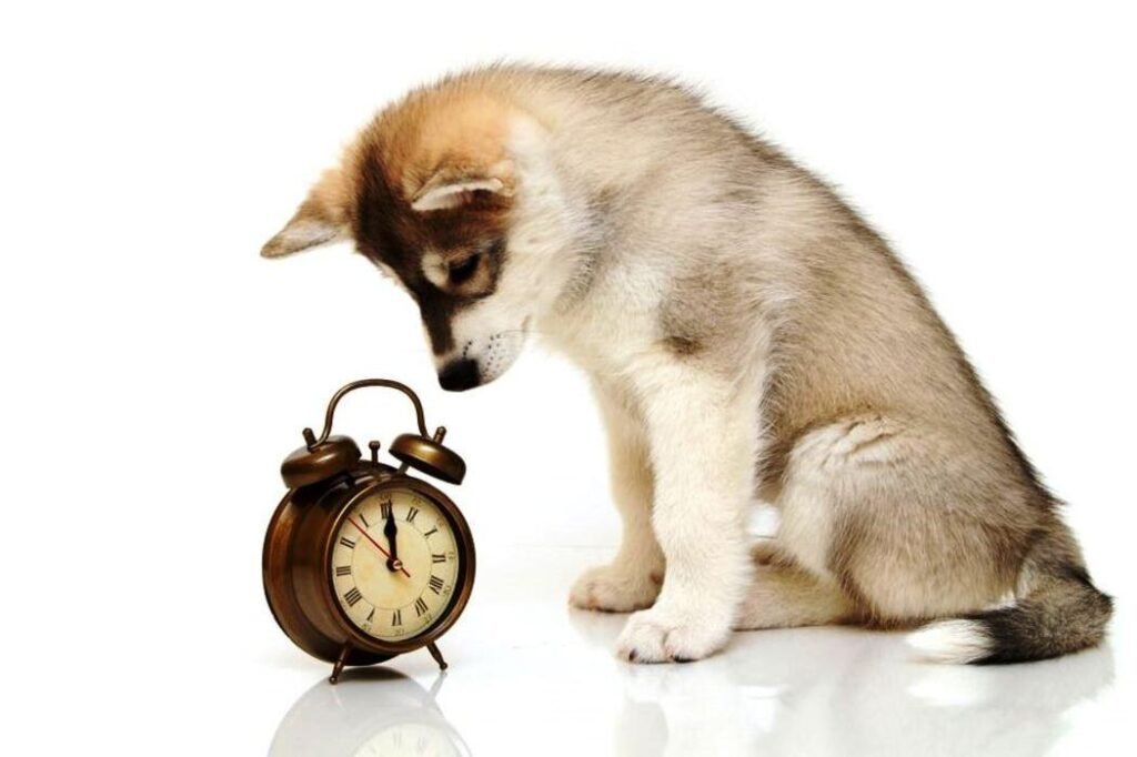 Siberiano mirando reloj / Reloj Interno Canino / Kennel Club Argentino