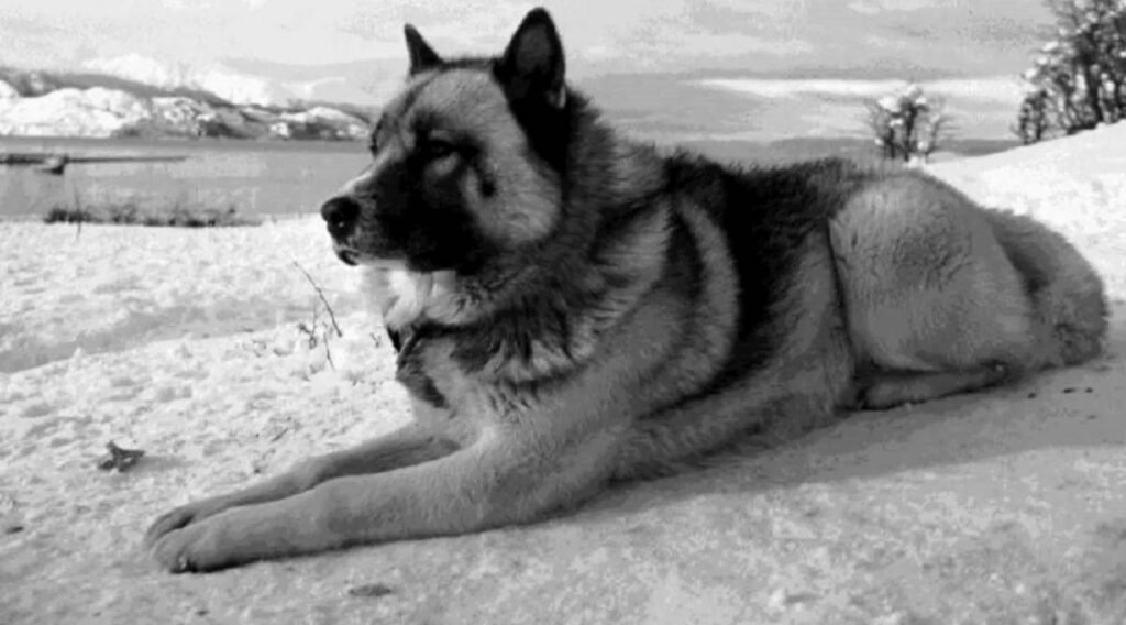Perro Polar Argentino / Kennel Club Argentino