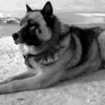 Perro Polar Argentino / Kennel Club Argentino