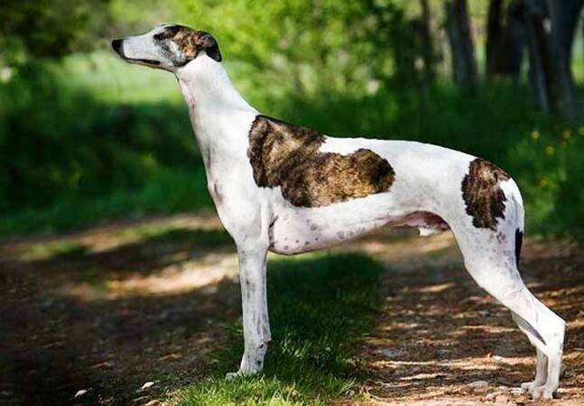 Galgo Inglés - Greyhound / Kennel Club Argentino