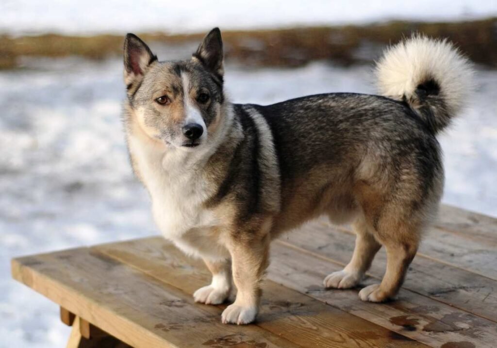 Vallhund Sueco / Kennel Club Argentino