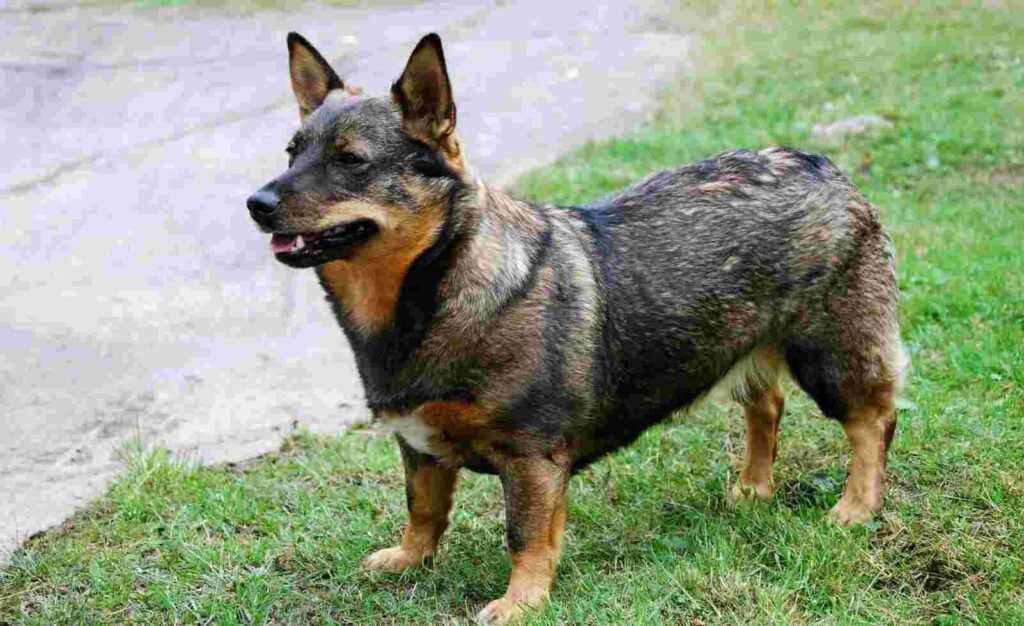 Vallhund Sueco / Kennel Club Argentino
