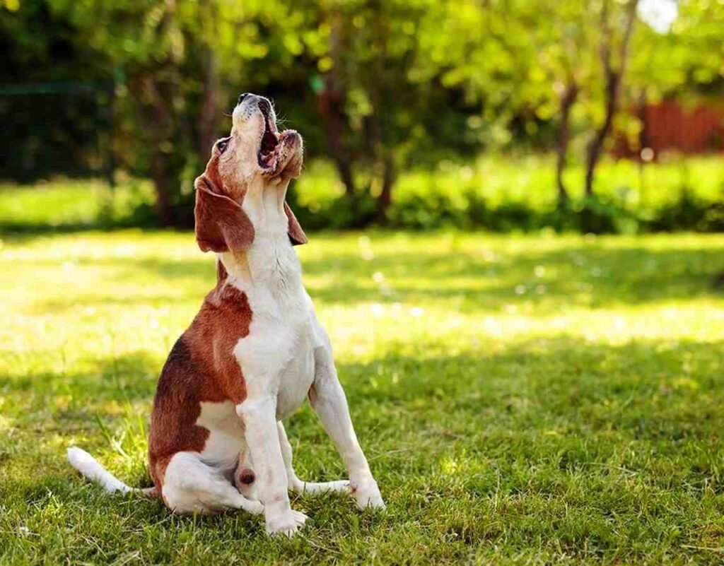 beagle ladrido canino
