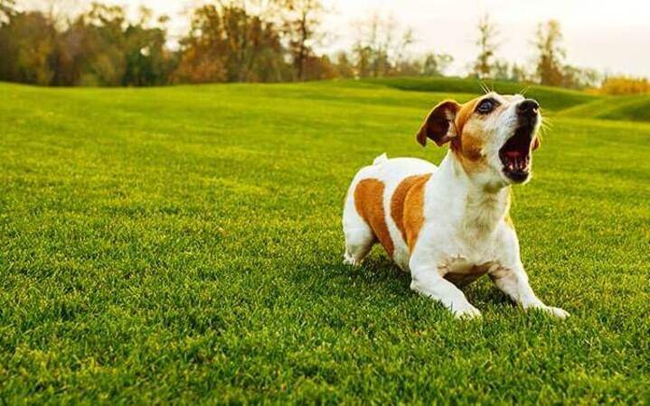 jack ladrido canino