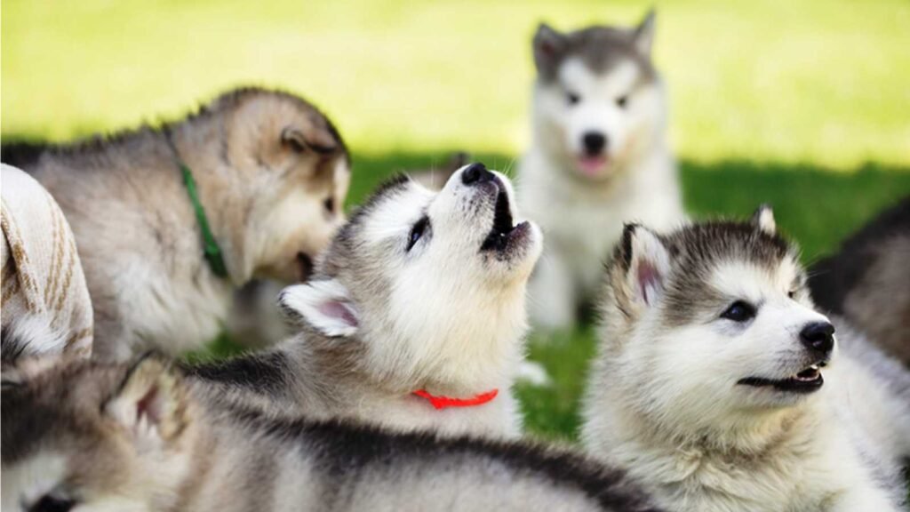 siberiano ladrido canino