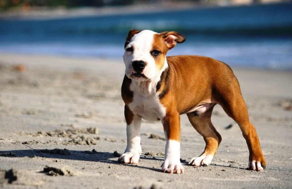 American Pitbull Terrier cachorro / Kennel Club Argentino