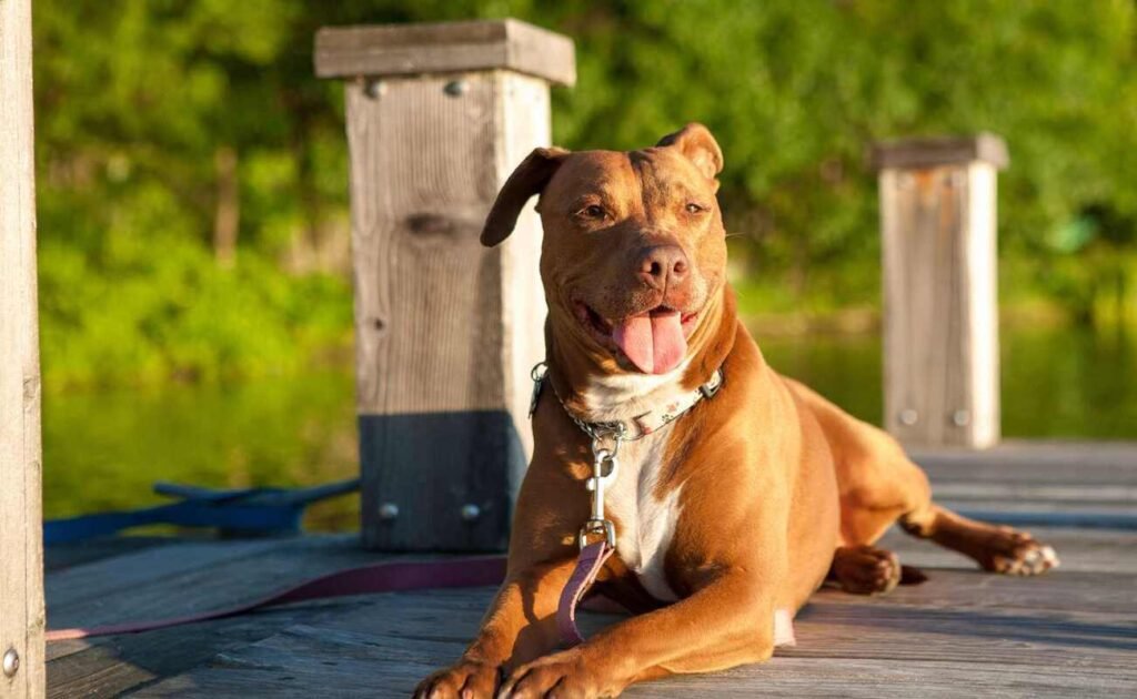American Pitbull Terrier / Kennel Club Argentino