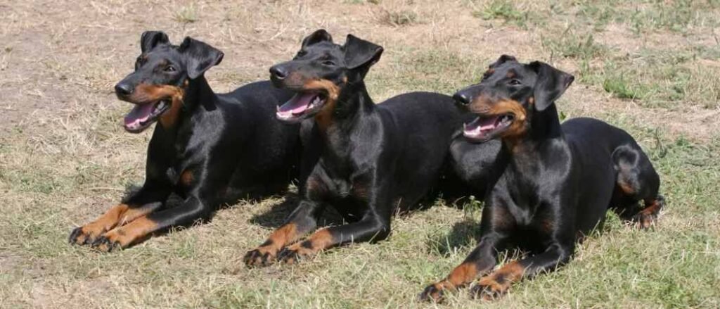 manchester terrier / Kennel Club Argentino