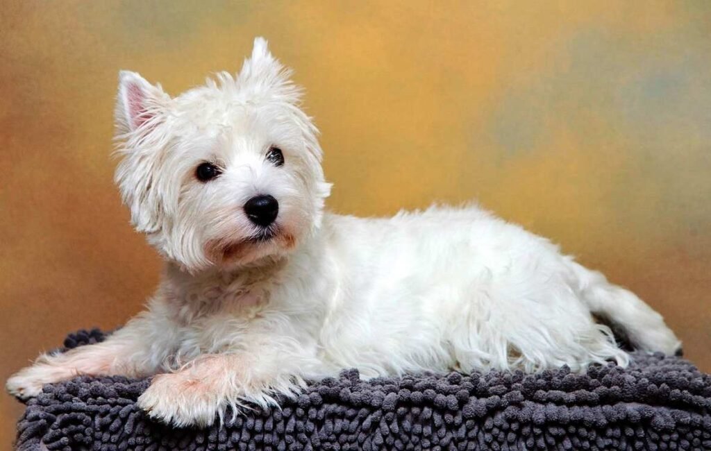 West Highland White Terrie / Kennel Club Argentino