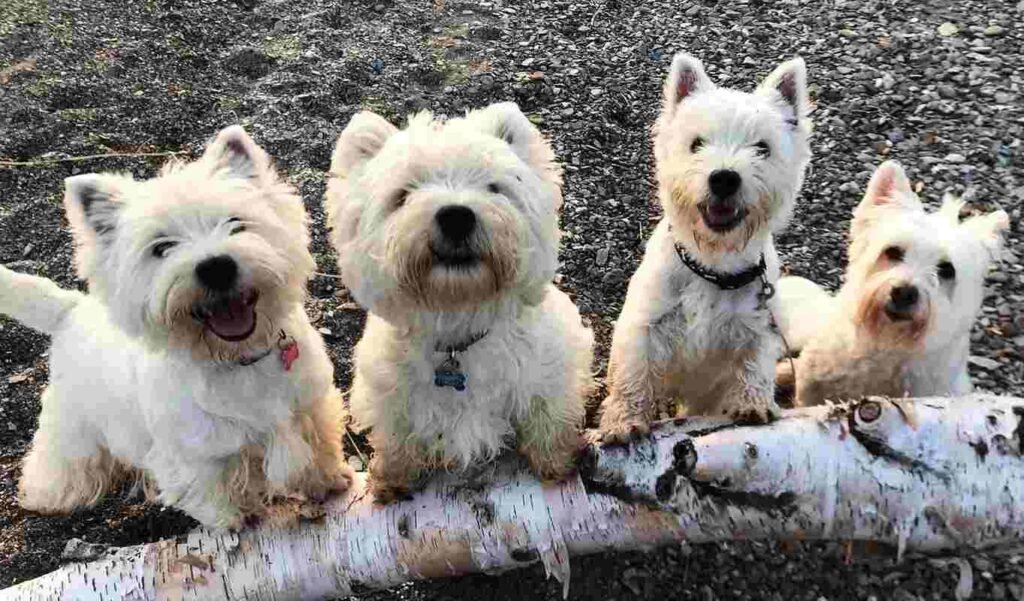 West Highland White Terrie / Kennel Club Argentino