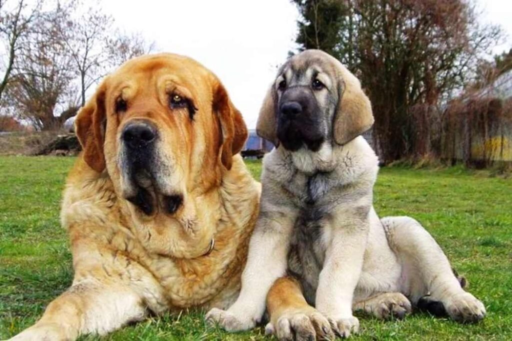 Mastín Español / Kennel Club Argentino
