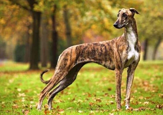 lebrel hungaro atigado / Kennel Club Argentino