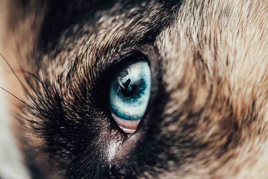 Ojos azules Huskies / Kennel Club Argentino