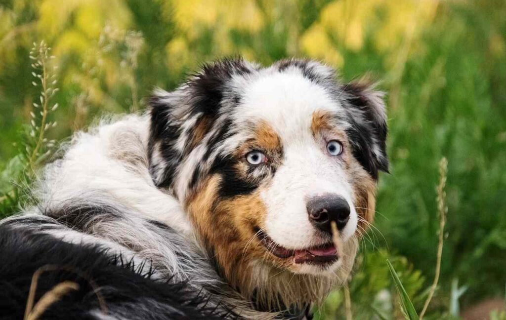 pastor autraliano ojos celestes / Kennel Club Argentino