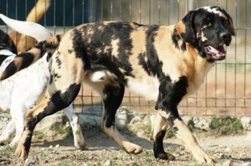 Rarezas Genéticas / Kennel Club Argentino