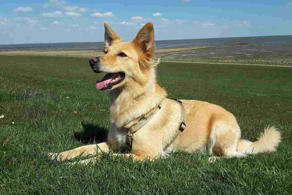Rasgos cognitivos en los perros / Kennel Club Argentino