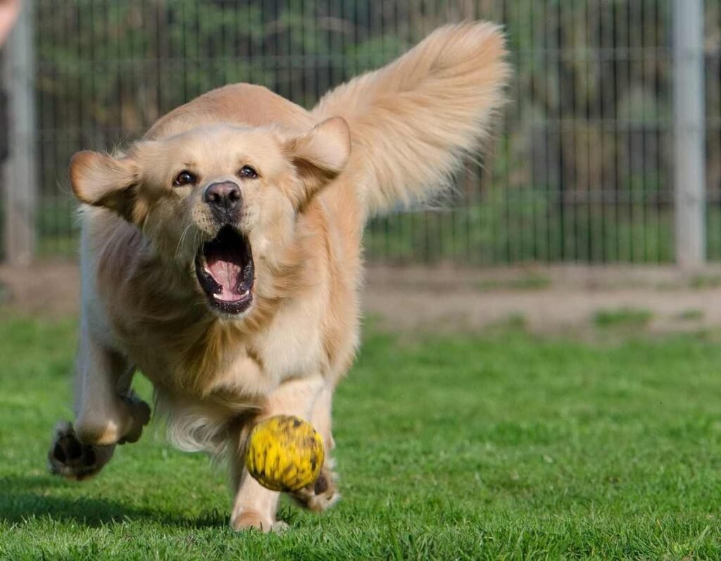 Rasgos cognitivos en los perros / Kennel Club Argentino