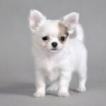 chihuahua marcas blancas en perros / Kennel Club Argentino