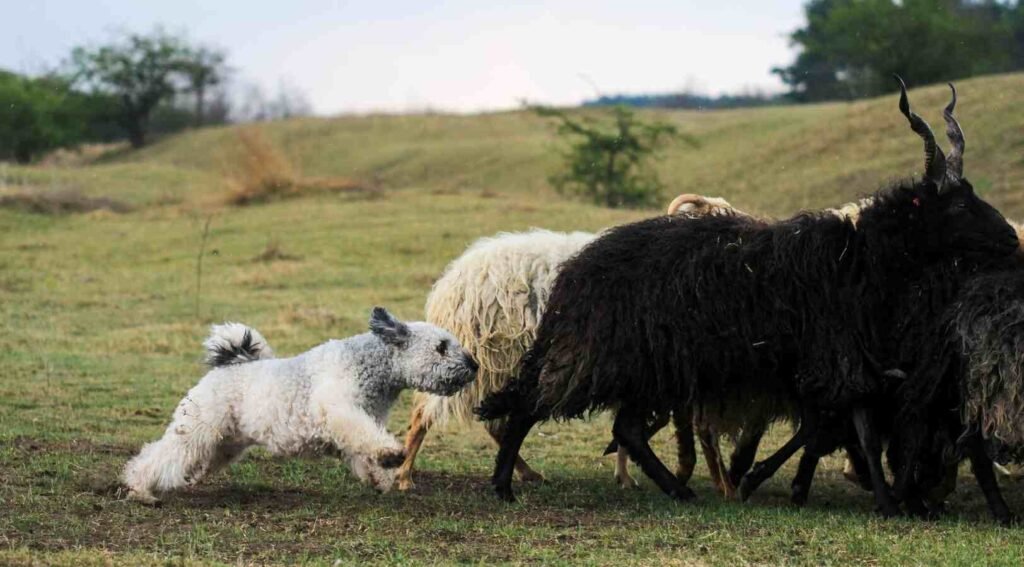 perro pumi / Kennel Club Argentino