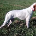 Braco Saint Germain / Kennel Club Argentino