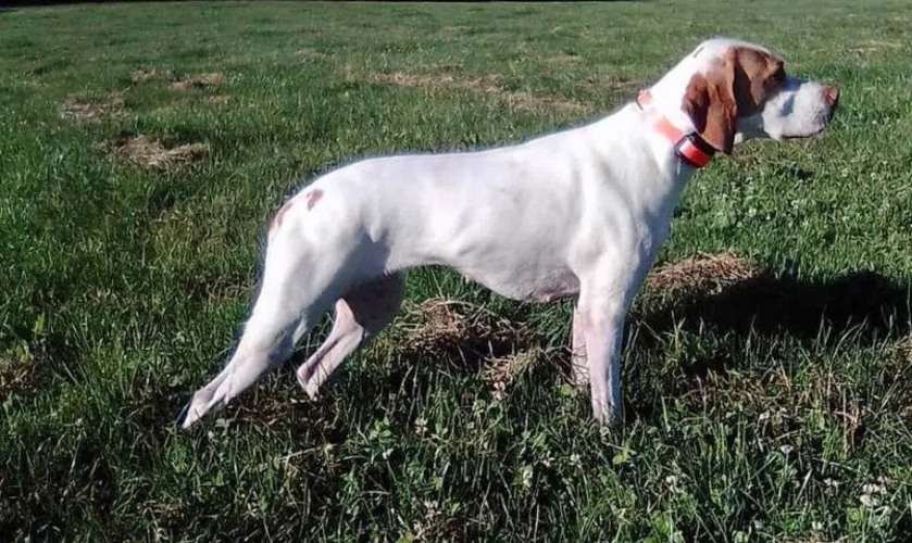 Braco Saint Germain / Kennel Club Argentino
