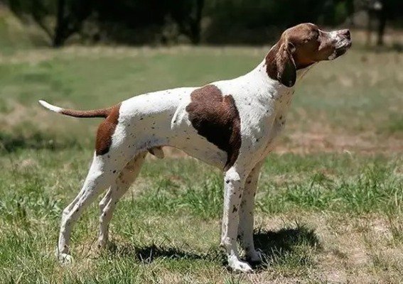 Braco Saint Germain / Kennel Club Argentino