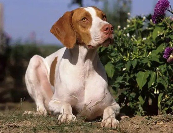 Braco Saint Germain / Kennel Club Argentino