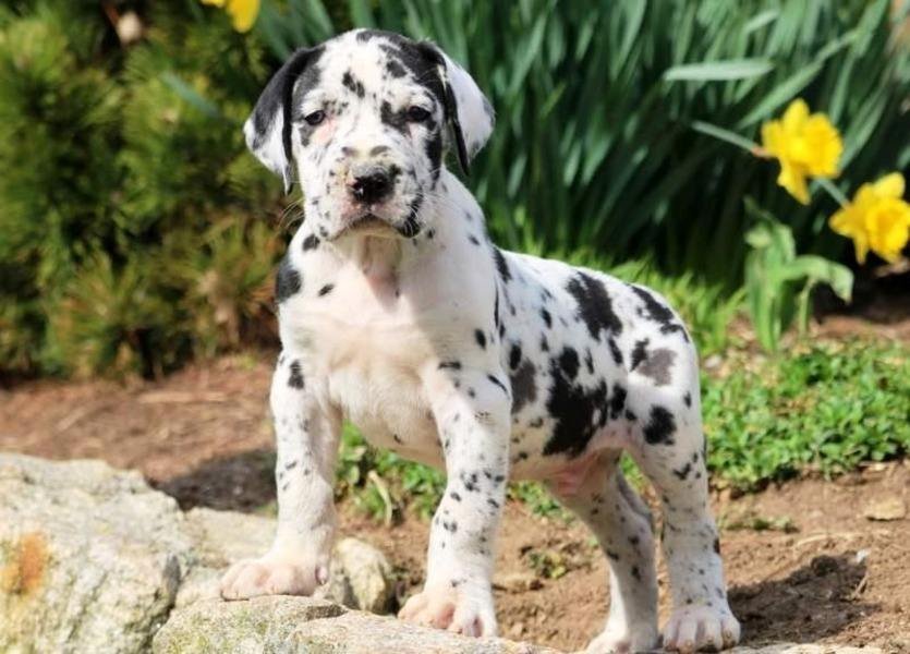 Patron Arlequin / Kennel Club Argentino