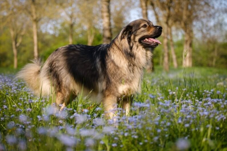 Pastor de Karst / Kennel Club Argentino
