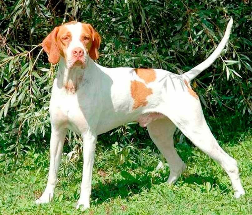 Braco Saint Germain / Kennel Club Argentino