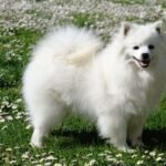 volpino italiano / Kennel Club Argentino