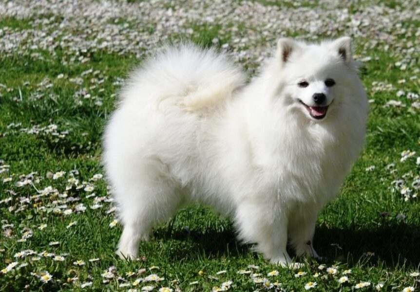 volpino italiano / Kennel Club Argentino