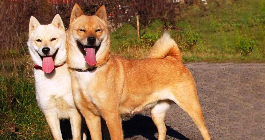 Hokkaido Inu / Kennel Club Argentino