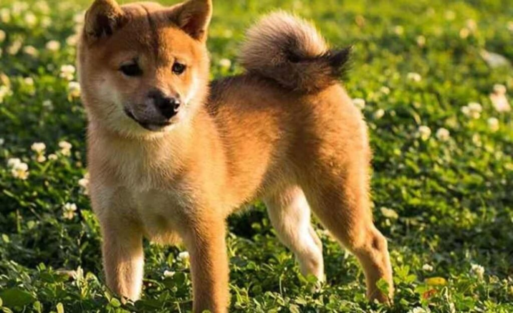 Hokkaido Inu / Kennel Club Argentino