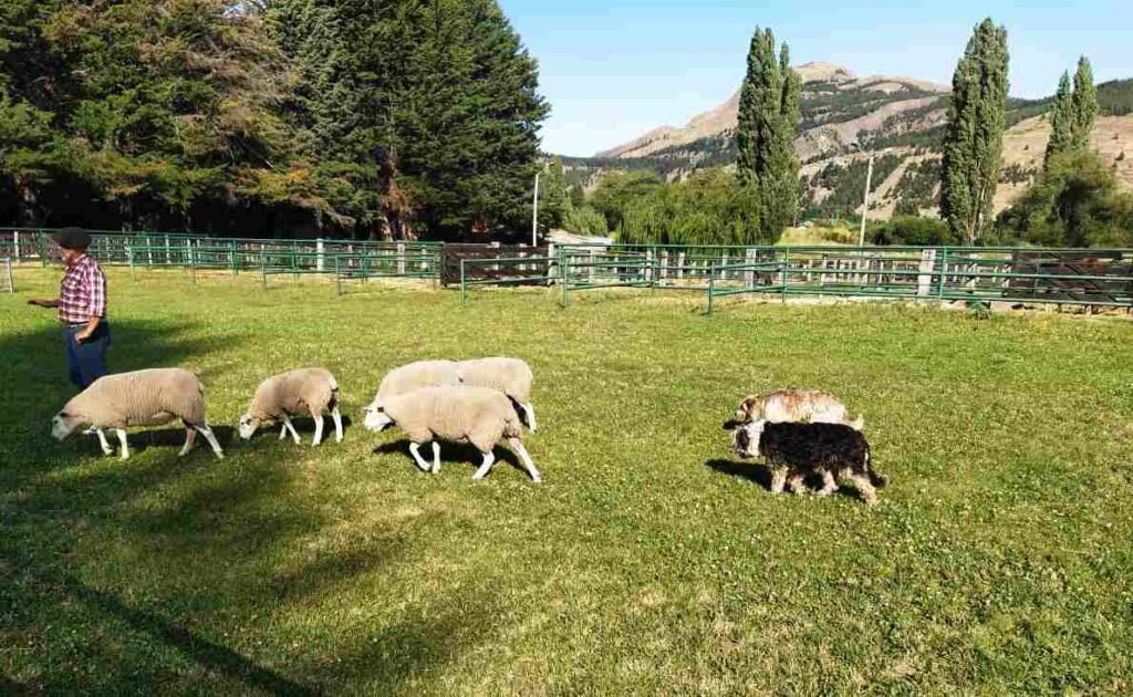 Pastor Barbucho Patagónico / Kennel Club Argentino / Ovejero Magallánico