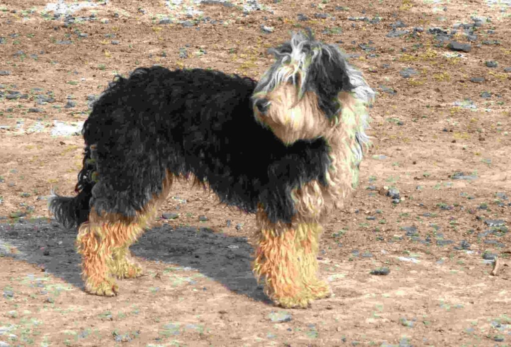 Pastor barbucho Patagonico / Kennel Club Argentino / Ovejero Magallanico