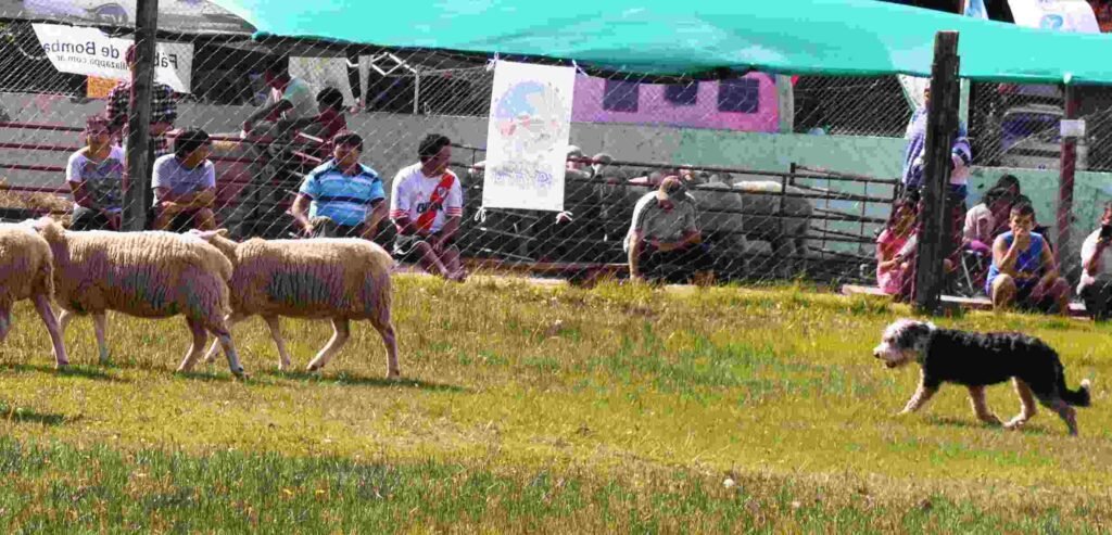 Pastor Barbucho Patagónico / Kennel Club Argentino / Ovejero Magallánico