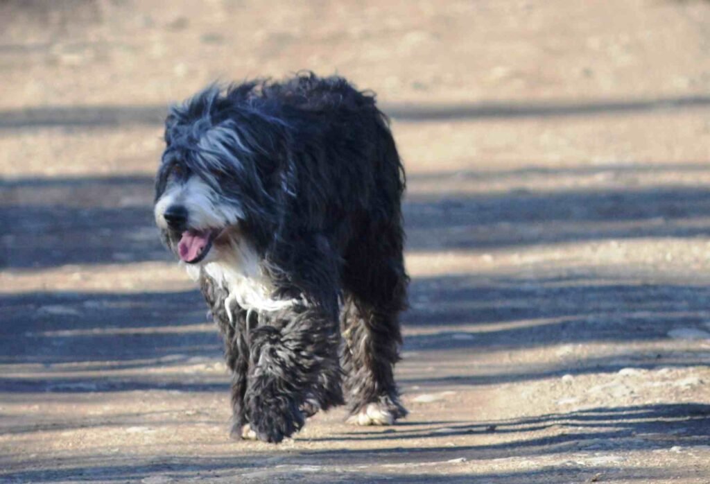 Pastor barbucho Patagonico / Kennel Club Argentino / Ovejero Magallanico