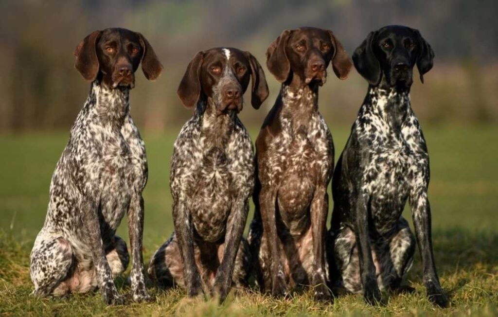 Braco Alemán de Pelo Corto (Deutsch-Kurzhaar) / Kennel Club Argentino