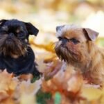 Griffon Belga / Kennel Club Argentino