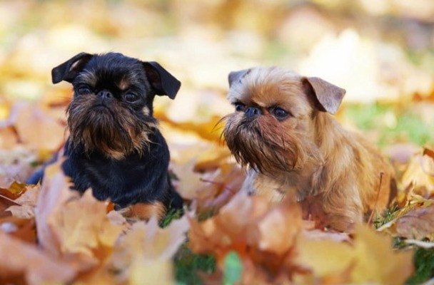 Griffon Belga / Kennel Club Argentino