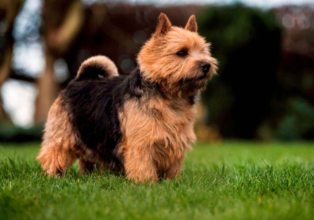 Norwich Terrier / Kennel Club Argentino