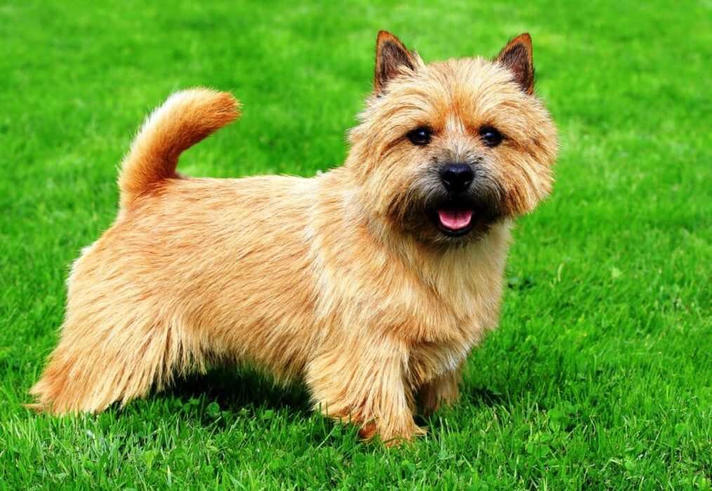 Norwich Terrier / Kennel Club Argentino
