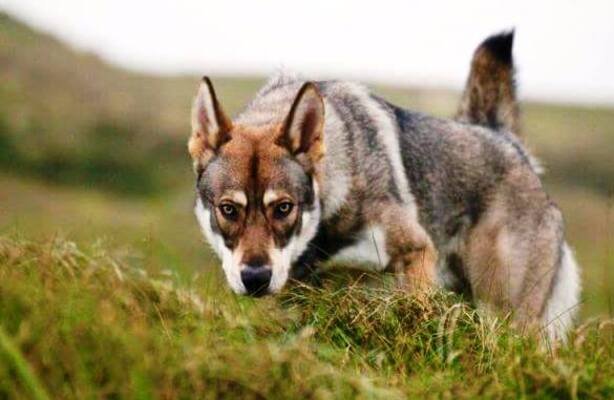 perro lobo de Saarloos / Kennel Club Argentino
