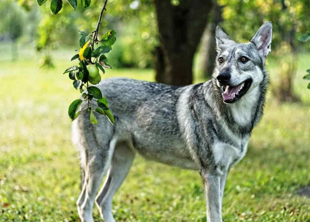 perro lobo de Saarloos / Kennel Club Argentino
