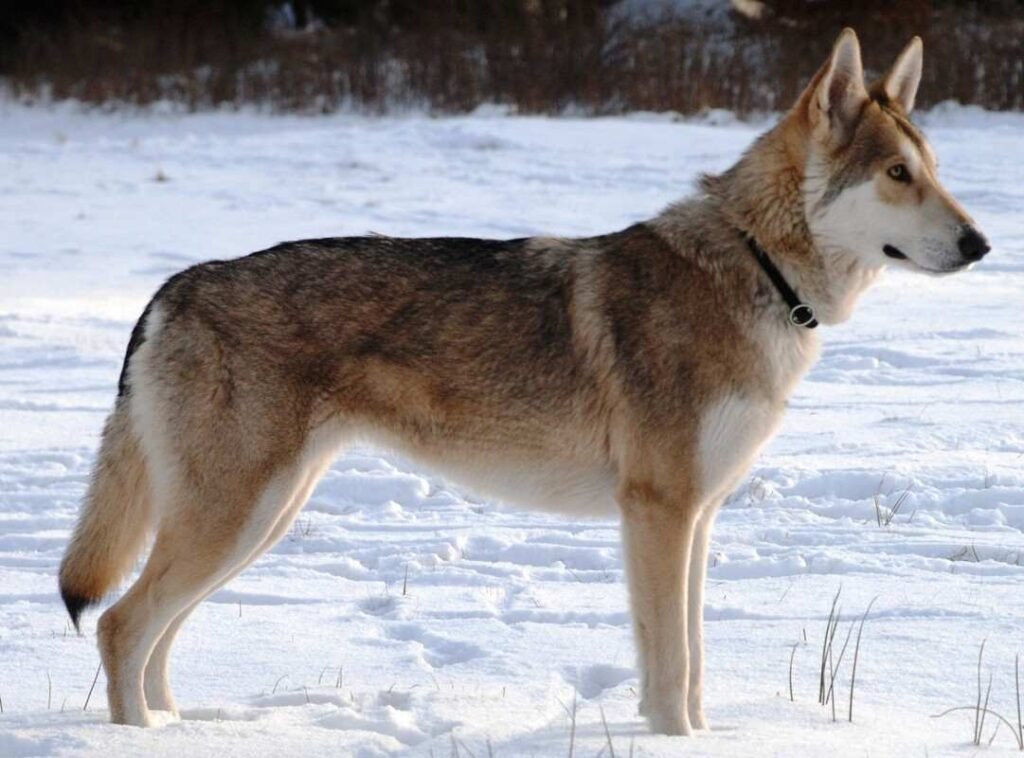 perro lobo de Saarloos / Kennel Club Argentino