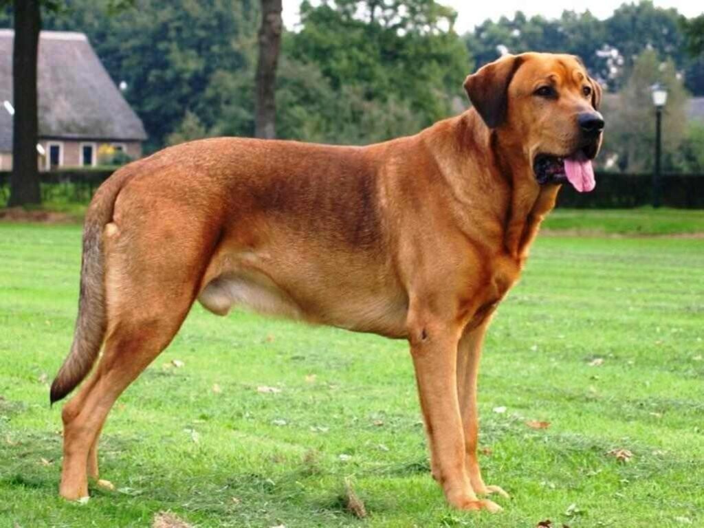 Broholmer / Kennel Club Argentino
